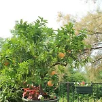 Casa Margherita * كابرينو فيرونيسي